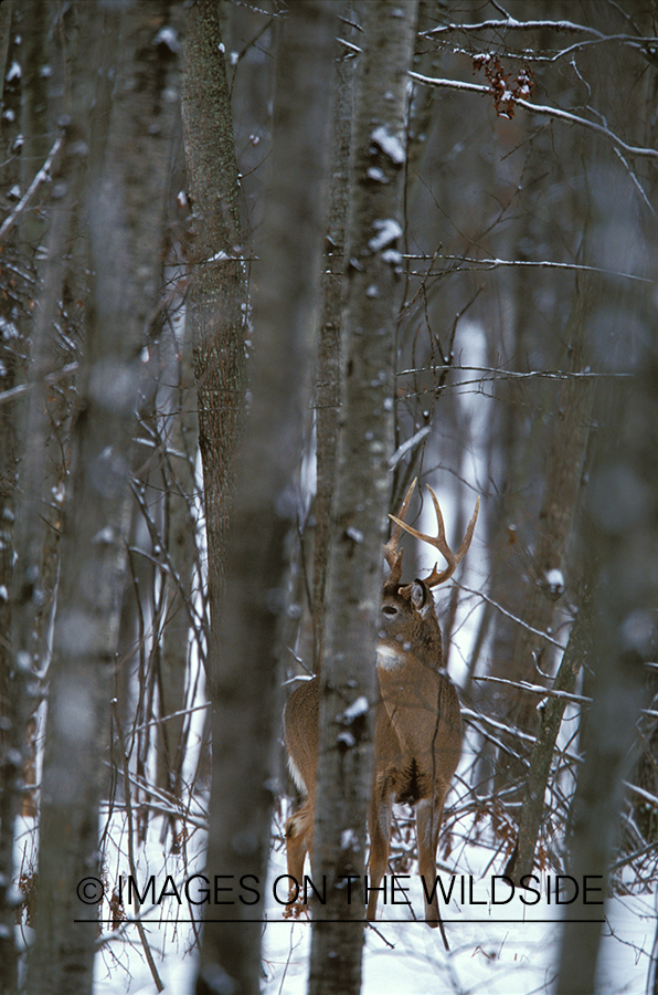 Whitetailed deer in habitat.