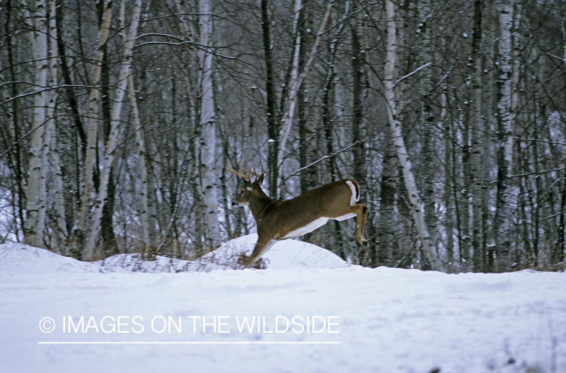 White-tailed deer in habitat