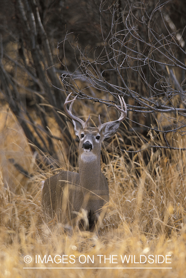 Whitetailed deer in habitat.