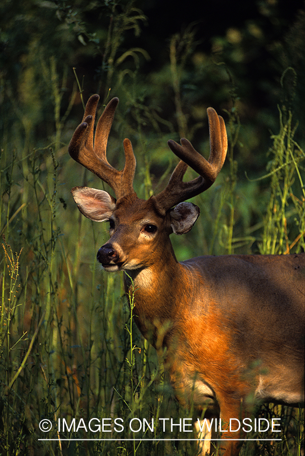 Whitetail Buck in Velvet