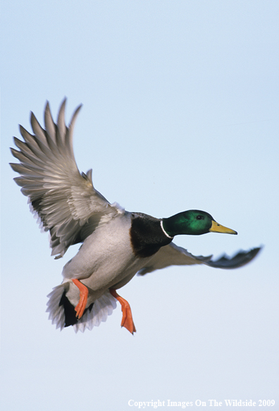 Mallard Drake in Flight