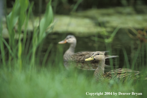 Mottled ducks in water