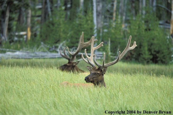 Bull elk in velvet bedded