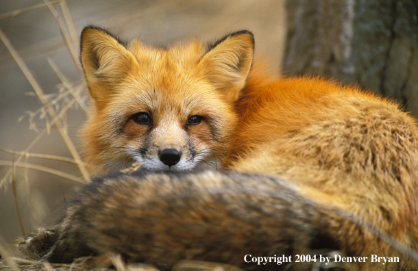 Red fox in habitat.