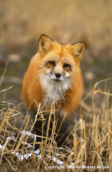 Red fox in habitat.