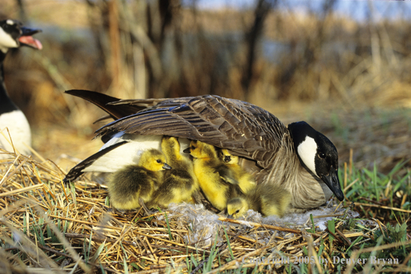 Canada goose on nest with newly hatched goslings.