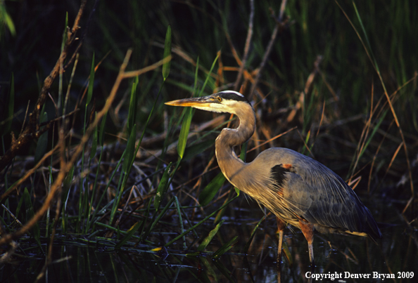 Great Blue Heron