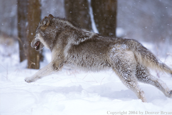 Gray wolf running/jumping.