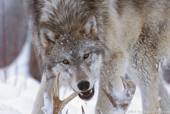 Gray wolf chewing on antler.