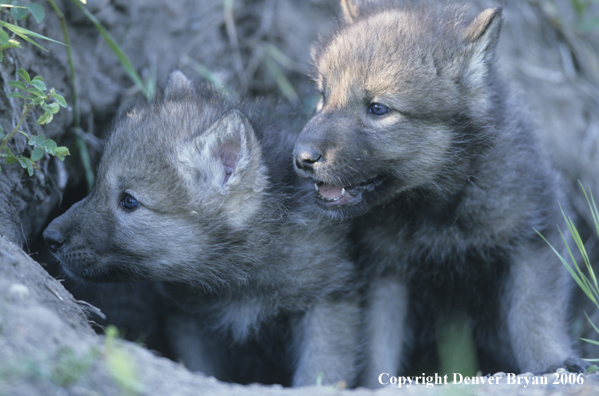 Gray wolf pups in den.