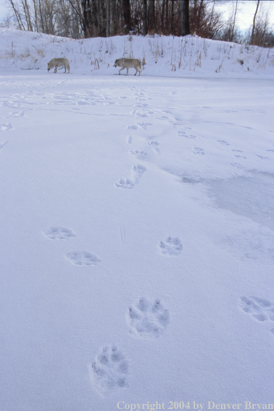 Gray wolves in winter habitat.
