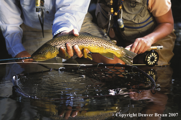 Brown Trout.