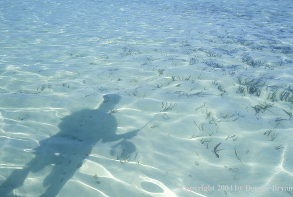 Saltwater flyfisher's shadow.