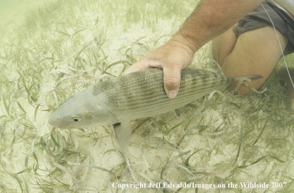 Bonefish underwater