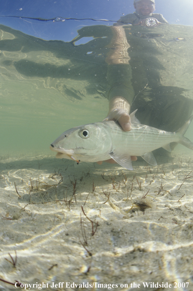 Bonefish underwater