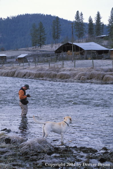 Flyfisherman tying on a fly with yellow Lab.