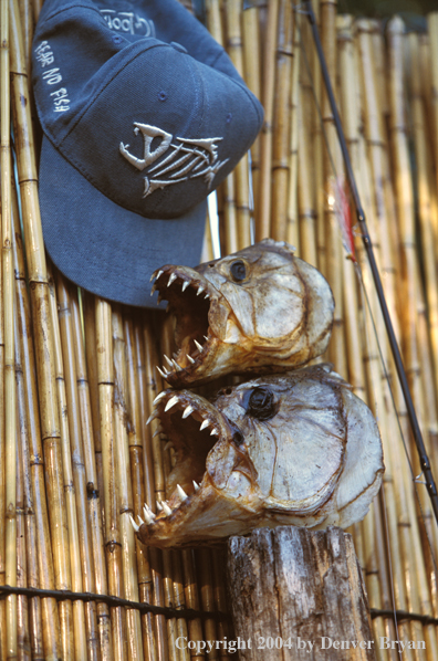 Dried tigerfish heads with cap. 