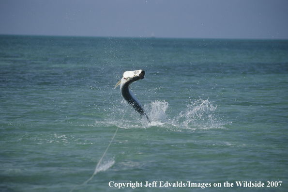 Tarpon