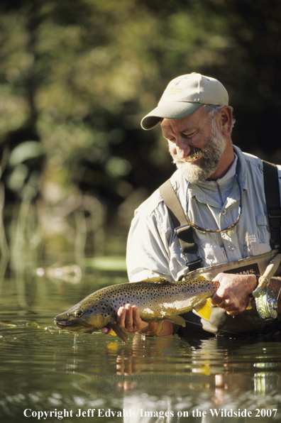 Brown Trout