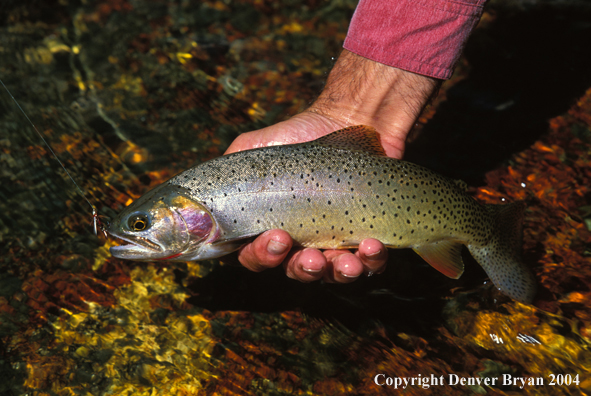 Cutthroat trout on fly.