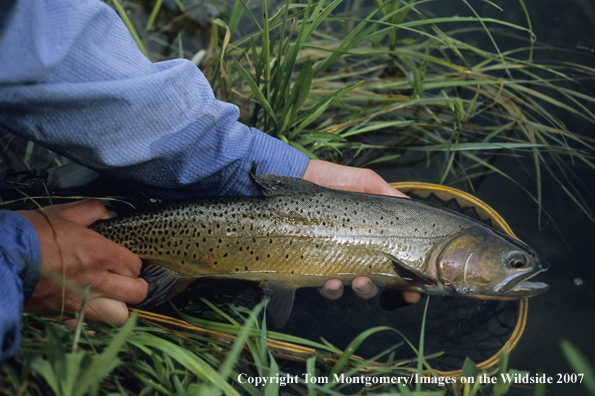 Cutthroat Trout