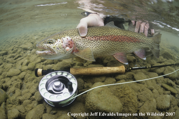 Rainbow Trout