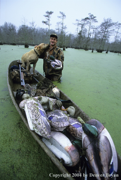 Waterfowl hunter and labrador retriever in bald cypress swamp with decoys.