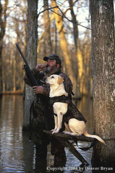 Waterfowl hunter calling ducks with yellow Lab. 