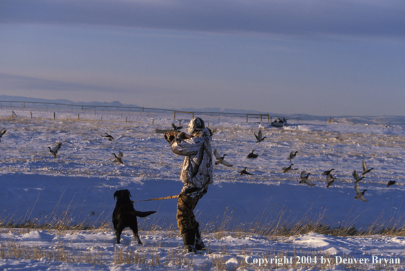 Waterfowl hunter shooting at ducks with black Lab. 