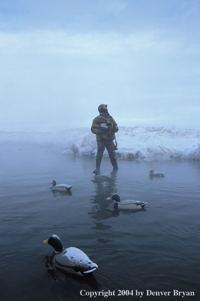 Waterfowl hunter setting decoys. 