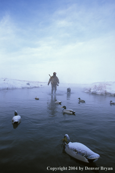 Waterfowl hunter with black Lab. 