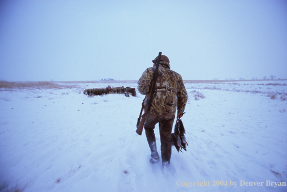 Waterfowl hunter returning to blind with bagged ducks.