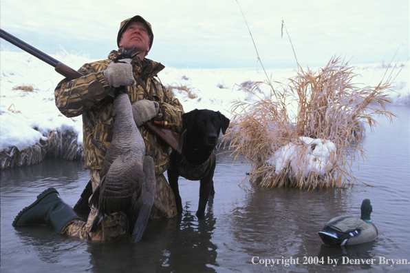 Waterfowl hunter and black Lab with bagged goose.