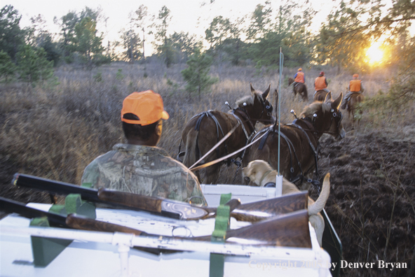 Upland bird hunters in mule drawn carriage hunting for Bobwhite quail.