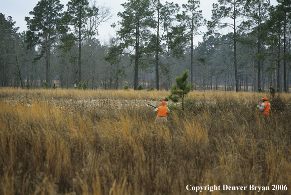 Upland game bird hunters in field.