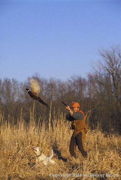 Upland bird hunter shooting at pheasant with English Setter.