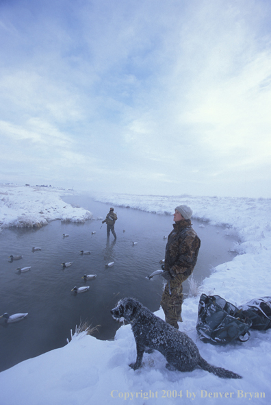 Waterfowl hunters with black Lab setting decoys.