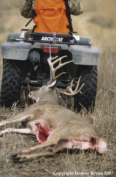 Hunter pulling downed white-tail deer with ATV