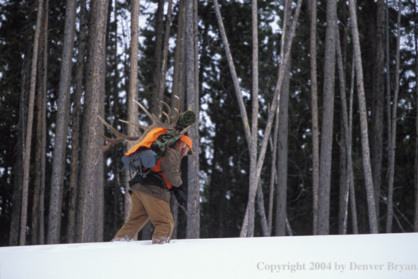 Big game hunter packing elk rack out on snowshoes.