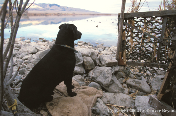 Black Labrador Retriever in blind 