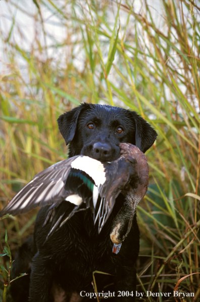 Black Labrador Retriever with American wigeon.