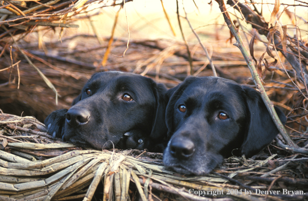 Black Labrador Retrievers in blind 