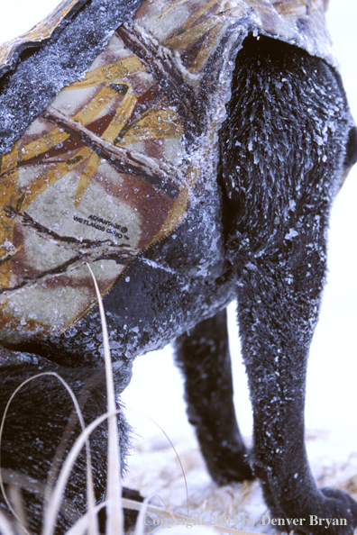 Black Labrador Retriever covered in ice.