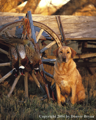 Yellow Labrador Retriever with pheasants