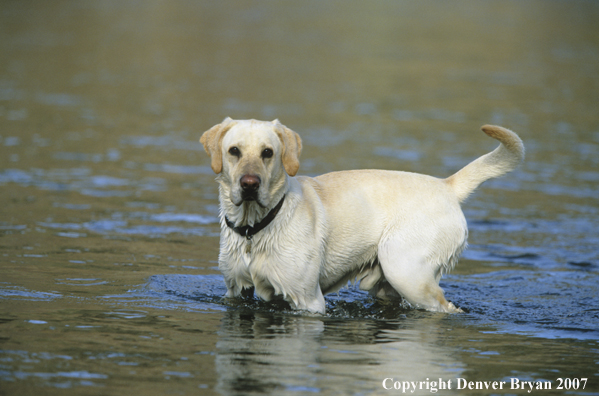 Yellow labrador retriever.