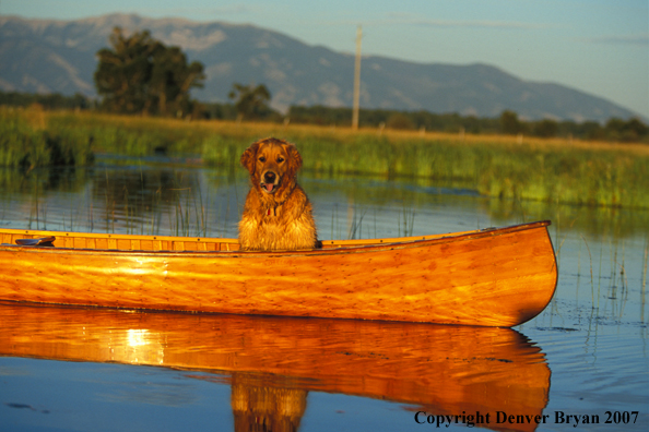 Golden Retriever in canoe.