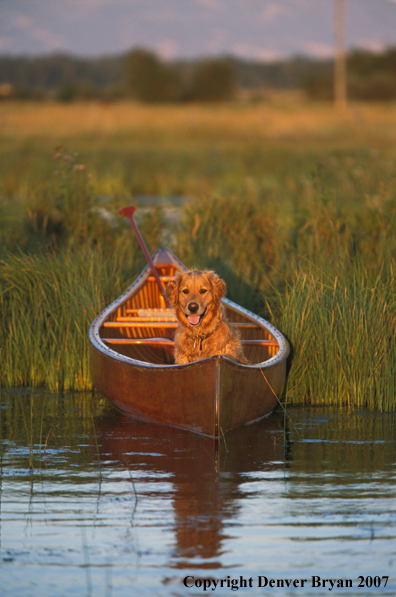 Golden Retriever in canoe.