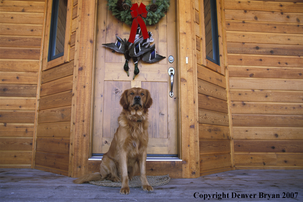 Golden Retriever on doorstep.