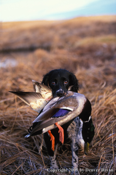 Springer spaniel with bagged game.