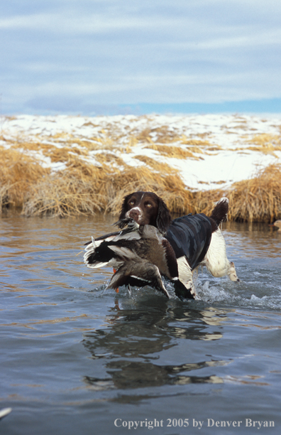 Springer spaniel retrieving downed duck.